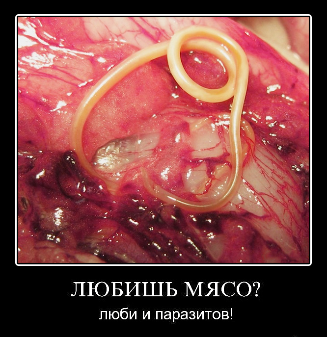 паразиты от мяса паразиты от мяса